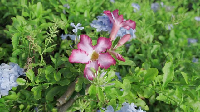 Pink and blue flowers in bushes