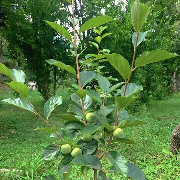 Unripe green persimmons on a small diospyros kaki plant, agriculture and fruit cultivation concept