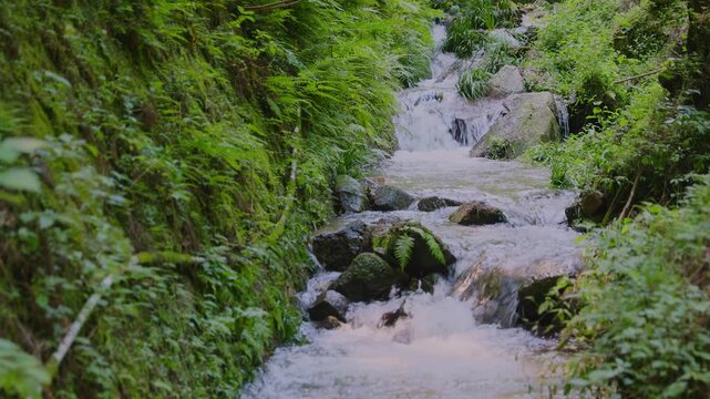 シダが生い茂る緑の谷を岩肌に沿って流れ落ちる山の渓流