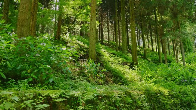 野生のアジサイが咲く、木漏れ日が差し込む美しい杉林の斜面