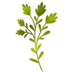 Fototapeta premium watercolor green leafy sprig branch isolated beautiful botanical foliage