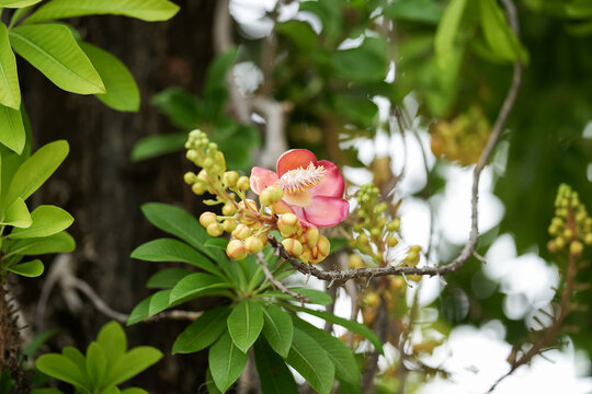 Pink cannonball tree flower blooming among buds and green leaves.