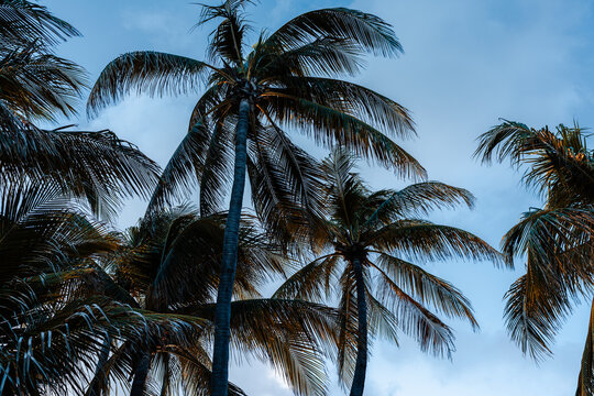 palm trees with blue sky