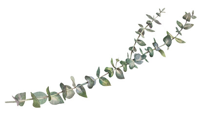 Watercolor eucalyptus isolated on white background. Hand-drawn botanical element for wedding celebration. Creative green blue silver branch with leaves. Clipart for wrapping wallpaper card sketchbook © NatashaKun