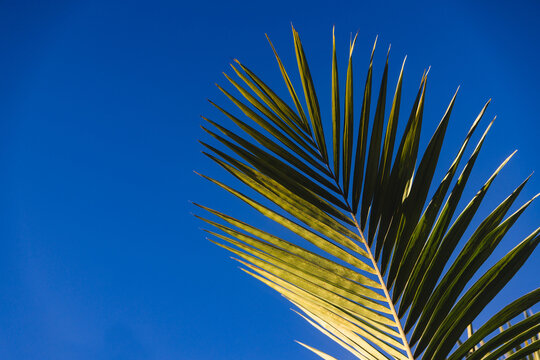 lush green palm frond against blue sky with copy space for summer concept