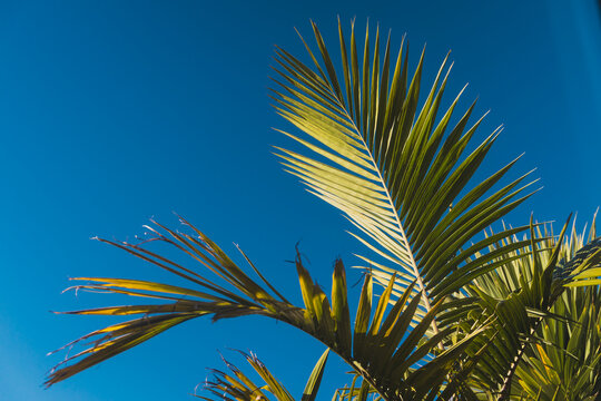 lush green palm frond against blue sky with copy space for summer concept
