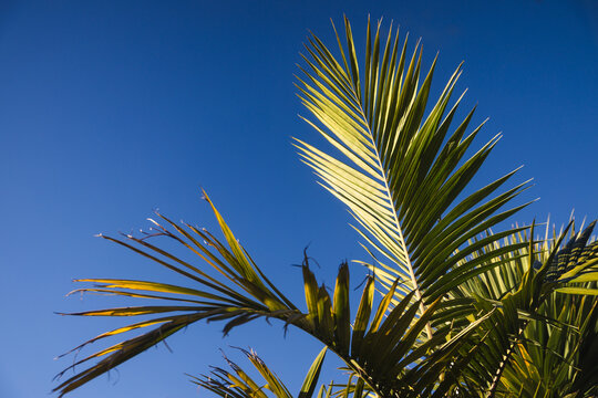 lush green palm frond against blue sky with copy space for summer concept