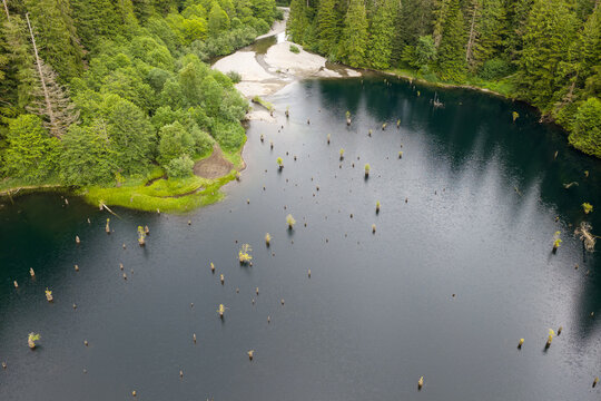Aerial View of Forest Lake With Stump Islands in Fraser Valley Near Chilliwack, British Columbia