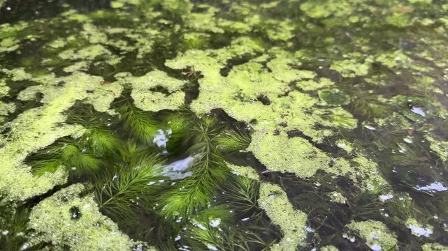 Water droplets dripping into a peaceful pond with green duckweed and aquatic plants