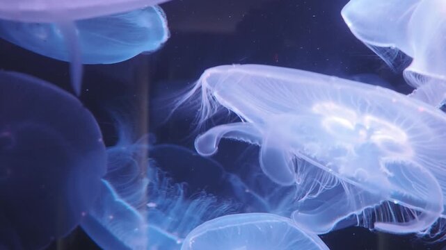 暗い水槽をゆったりと浮遊する、半透明で幻想的なミズクラゲのクローズアップ