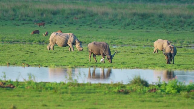 Cinematic wide shot of endangered Indian onehorned rhinoceros and wild water buffalo grazing peacefully in the lush wetlands of Assam, showcasing authentic wildlife biodiversity.