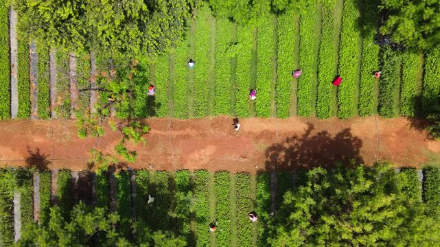 Top-down drone ascends, revealing workers caring for tree saplings in a forest nursery. Sustainable forestry, reforestation, conservation, and rural agriculture in India.