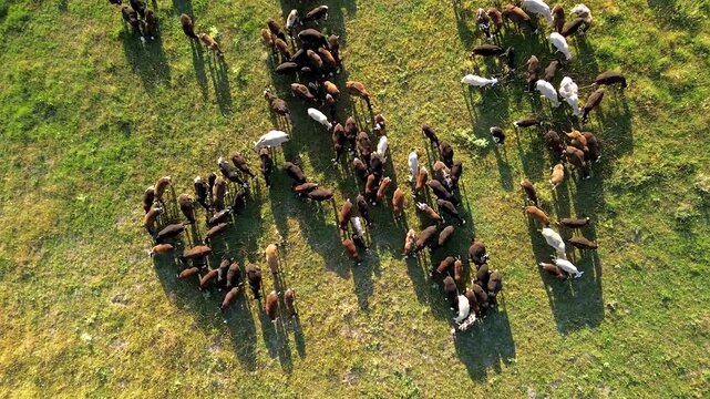 Overhead drone shot of an animal herd splitting as a business metaphor