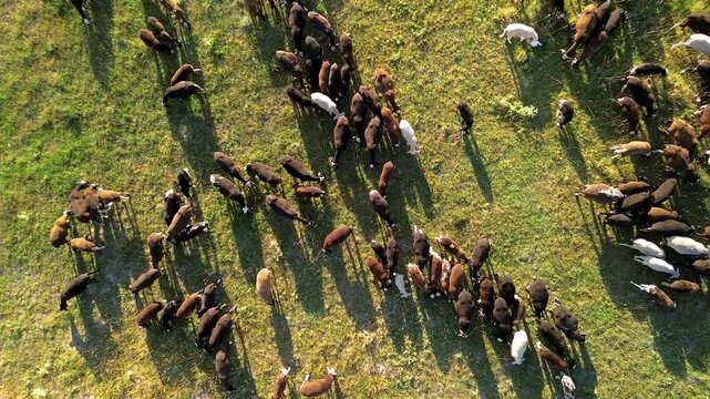 Zenith drone view of precision livestock farming herd tracking and monitoring