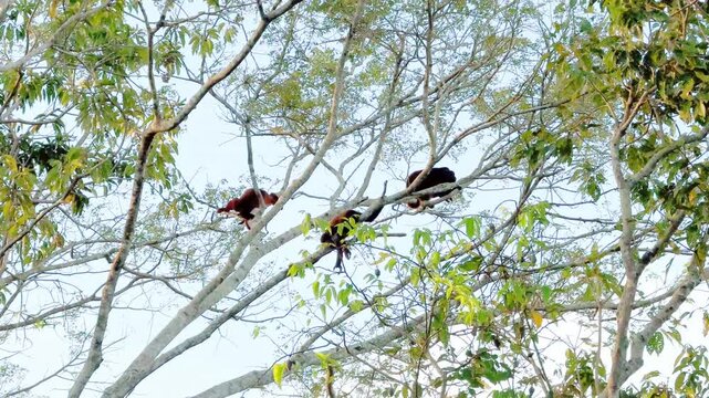 Wild Red Howler Monkeys in Pampas de Yacuma Amazon Bolivia
