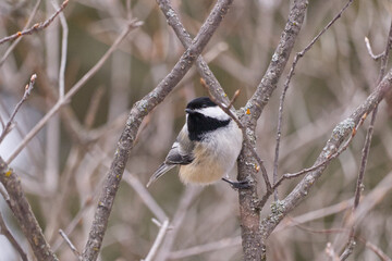 Obraz premium A Black-capped Chickadee in Whitemud Park