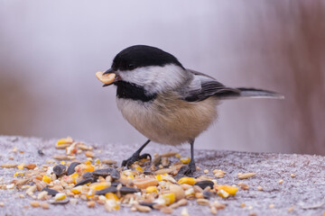Obraz premium A Black-capped Chickadee in Whitemud Park