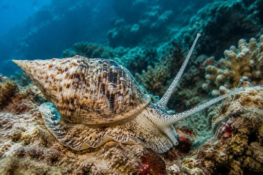 Triton snail extending its tentacles on a coral reef with a visible spiral shell.