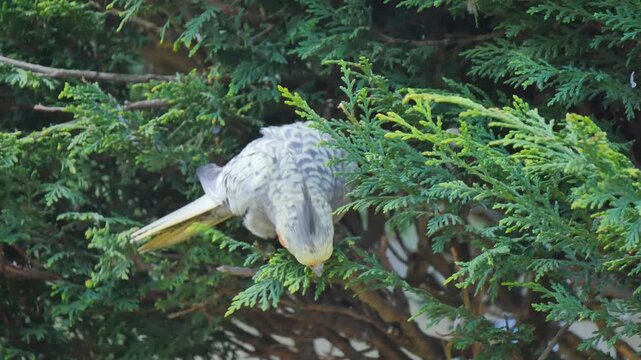 Cockatiel bird sitting in a tree
