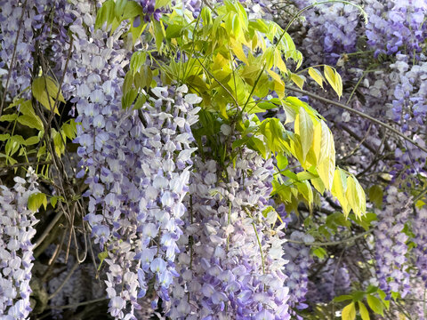 Background of spring purple and white flowers hanging in filled frame in landscape format