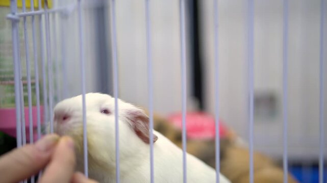 Several domestic rodents in a white cage. A man feeds cavy fresh greens.