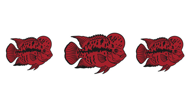 Three identical red flowerhorn cichlid fish swimming in a row against a white background, isolated.