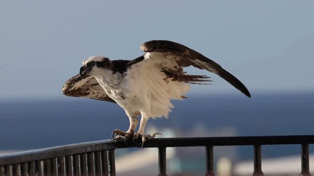 Osprey perches and vocalizes on railing overlooking ocean in coastal setting