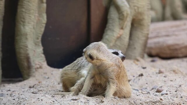 Meerkat stands upright and surveys surroundings in sandy enclosure video