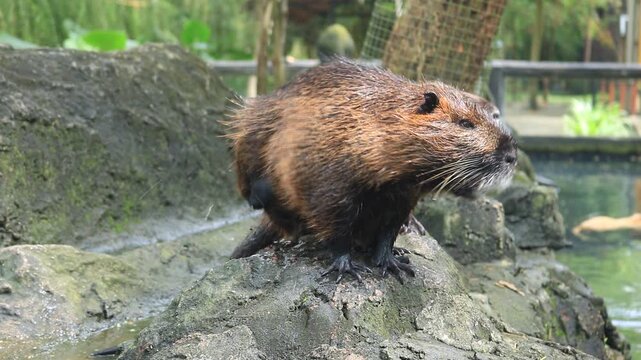 A playful nutria swims through a crystal-clear pond, splashing gently, diving underwater, and creating soft ripples as it happily explores its surroundings.
