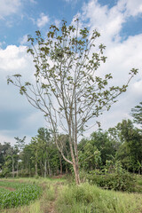 Obraz premium A sparse tropical tree stands near maize rows and a narrow rural path, useful for themes of dry season farming, agroforestry, land use, ecology, and countryside scenery
