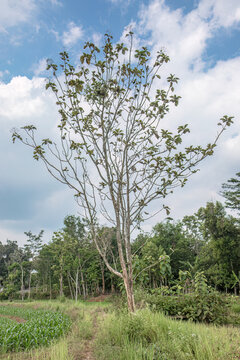 A sparse tropical tree stands near maize rows and a narrow rural path, useful for themes of dry season farming, agroforestry, land use, ecology, and countryside scenery