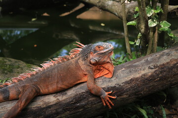 Naklejka premium A colorful red iguana relaxes atop a thick tree branch, with several natural wood hollows around it, creating a peaceful jungle scene.