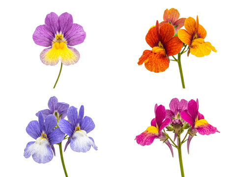 A diverse collection of colorful small pansy, nemesia, and diascia flowers isolated on a clean transparent background.