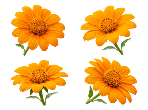 Four vibrant orange Mexican sunflower flowers with stems, Tithonia rotundifolia, isolated on transparent background.