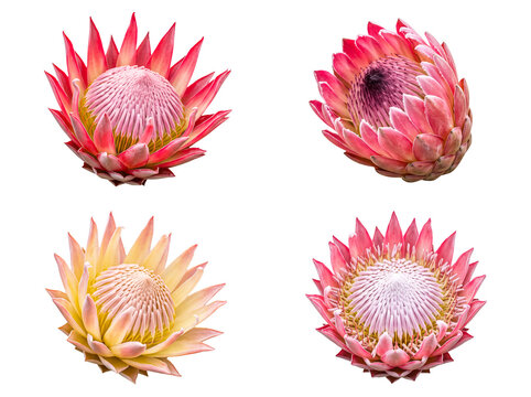Vibrant protea flowers in pink and cream hues, isolated on a transparent background for botanical designs.