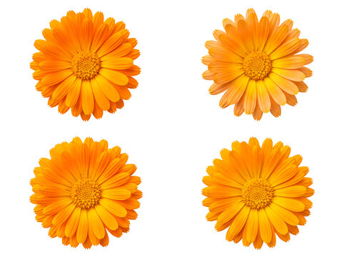 Vibrant orange calendula flowers in full bloom, showcasing intricate petal patterns and rich golden hues.