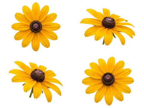 Four vibrant yellow Black-Eyed Susan blossoms, Rudbeckia hirta, with dark centers, isolated on transparent background.