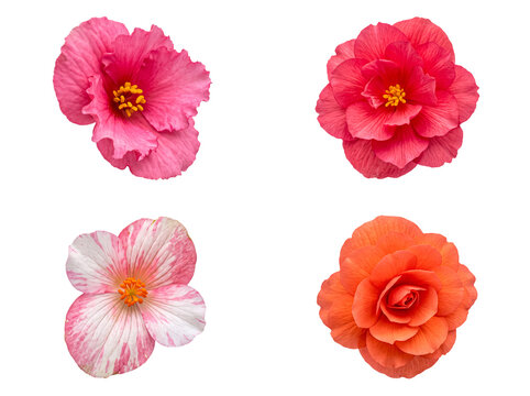 A captivating ensemble of four diverse and colorful flower blooms, showcasing natural beauty and vibrant petals.