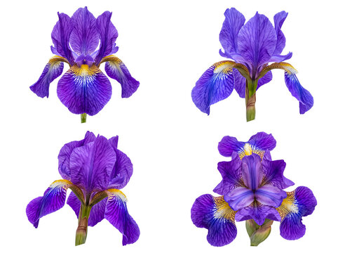 Exquisite collection of deep purple iris flowers with yellow accents, isolated on transparent background.