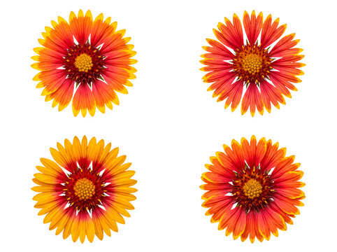 Vibrant red and orange Gaillardia flowers, isolated on transparent background, perfect for botanical designs.