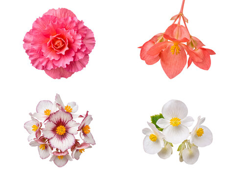 An exquisite collection of begonia flowers in diverse forms and colors, ideal for botanical illustrations.