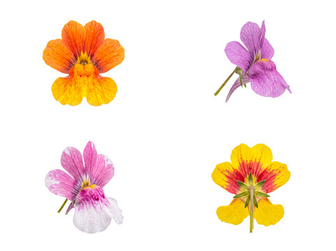 Close-up collection of vibrant nemesia and diascia flowers in orange, pink, and yellow hues, on transparent background.