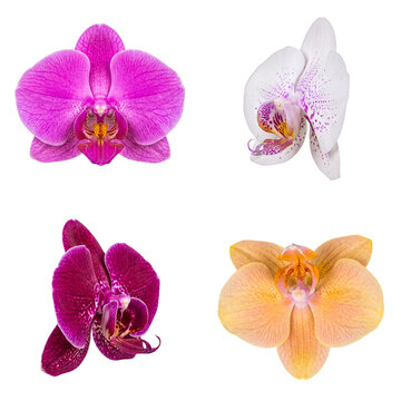 Colorful selection of vibrant orchid blooms in diverse hues and intricate patterns, shot from various angles.