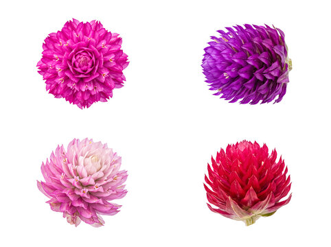 Assorted colorful globe amaranth flowers including pink, purple, and red hues, isolated on a transparent background.