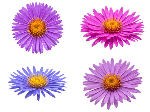 Collection of four colorful aster flowers in various shades of purple, pink, and blue, isolated.
