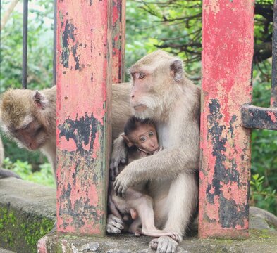 A close-up shot of a wild female long-tailed macaque sitting on a mossy concrete structure with her small infant monkey by a weathered red metal fence.
