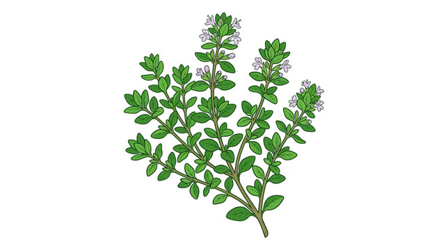 Thyme Herb Branch with Tiny White Flowers, Culinary and Medicinal Plant