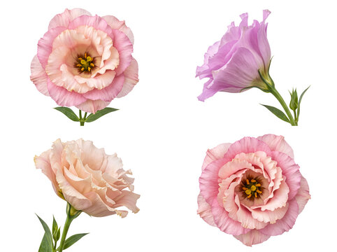 Soft pastel eustoma lisianthus flowers in pink and light purple, delicate petals.