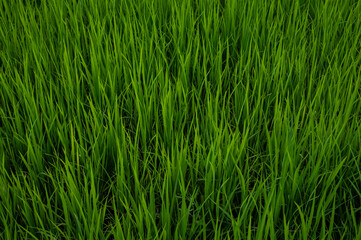 Obraz premium Full frame shot of blade of grass in paddy field. These blades are physically sharp, with microscopic serrations, and are famous for causing painful lacerations if handled carelessly.