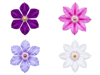 Fototapeta premium Four vibrant clematis flowers in rich purple, soft pink, delicate light blue, and crisp white.